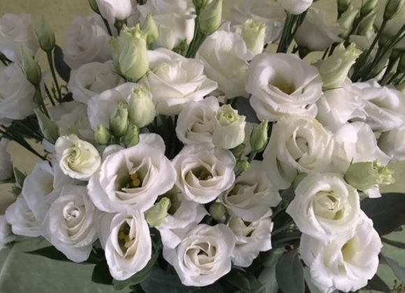 Bon début de semaine