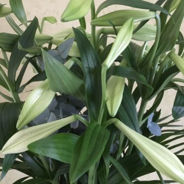 Bouquet de lys blancs