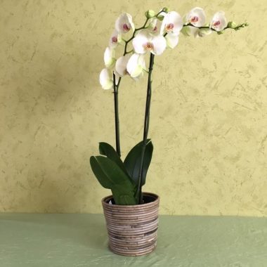 Phalaenopsis Blanche