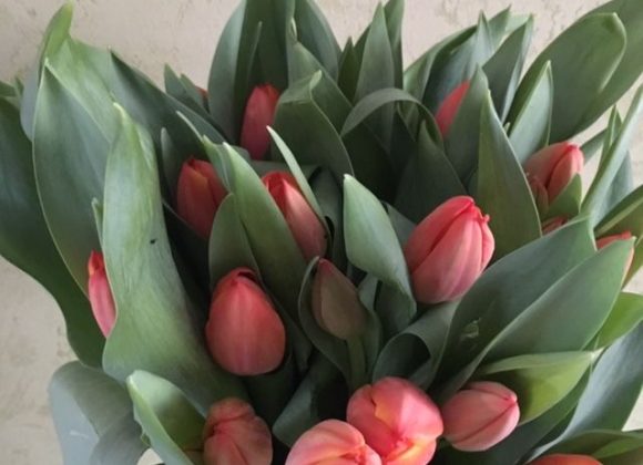 Belles tulipes oranges