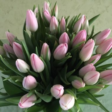 Tulipes roses