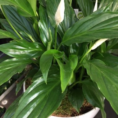 Spathiphyllum