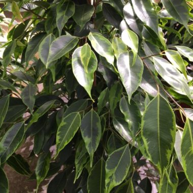 Ficus panaché