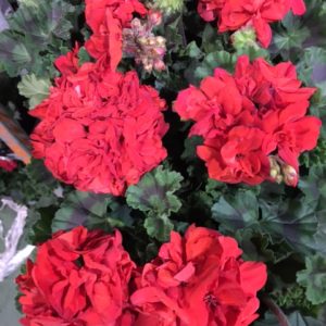 Plantes pour jardinières