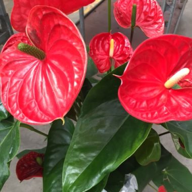 Anthurium rouge