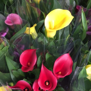 Zantedeschia coloré