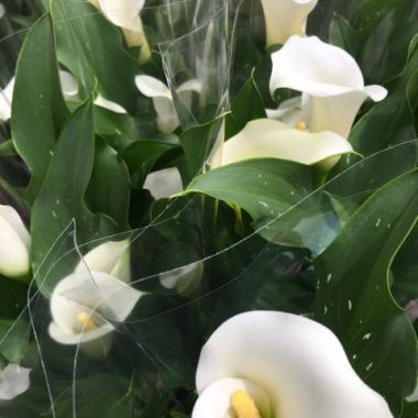 Zantedeschia blanc