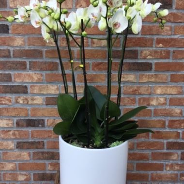 Phalaenopsis blancs avec cache pot.
