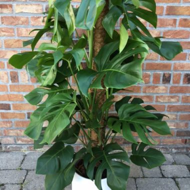 Monstera