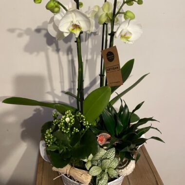 Vasque de plantes intérieur.