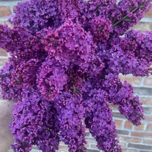 IMG_0391 Lilas