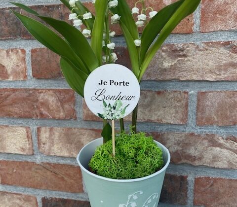 Muguets en pot
