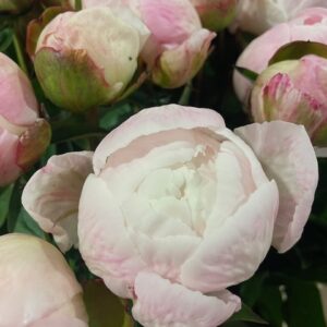 IMG_0626 Pivoines roses