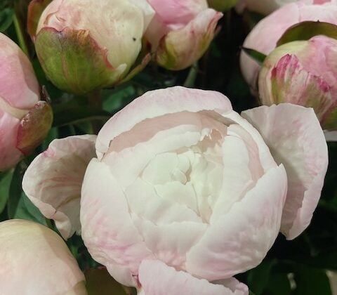 Pivoines roses