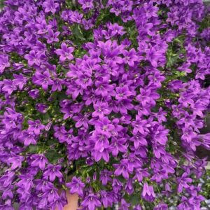 IMG_0628 Coupe de Campanula