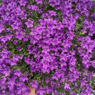 Coupe de Campanula