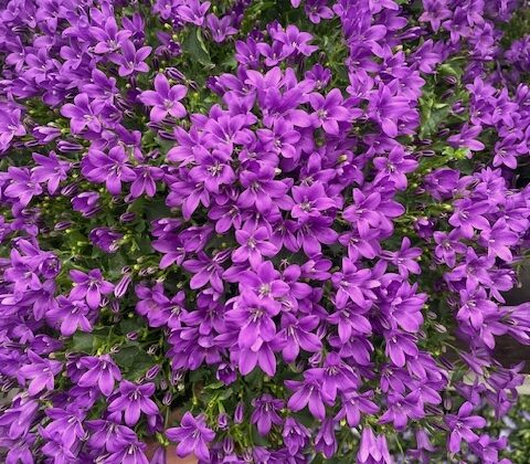 Coupe de Campanula